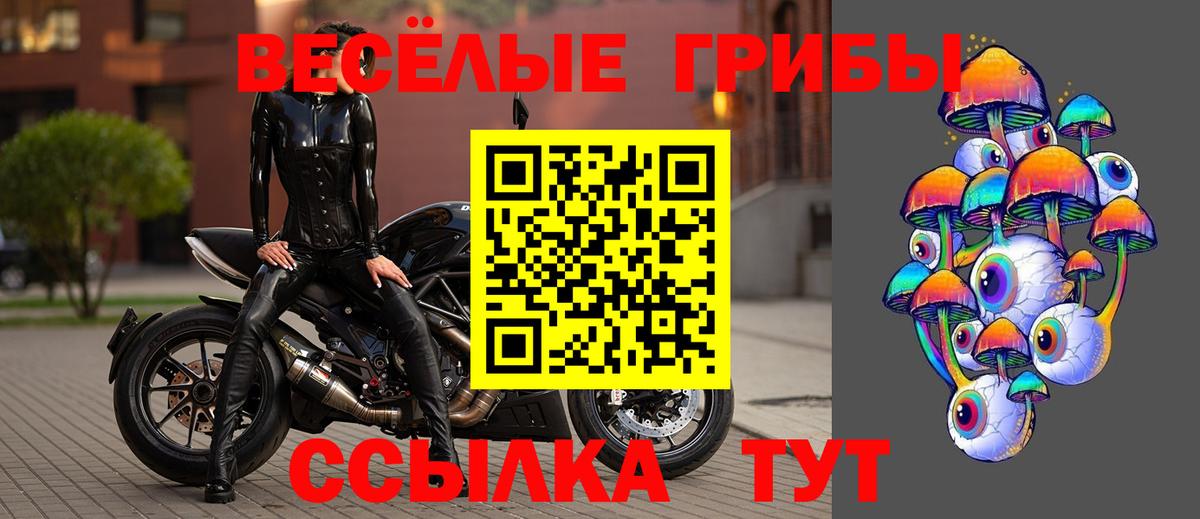 Галлюциногенные грибы Psilocybe Конаково